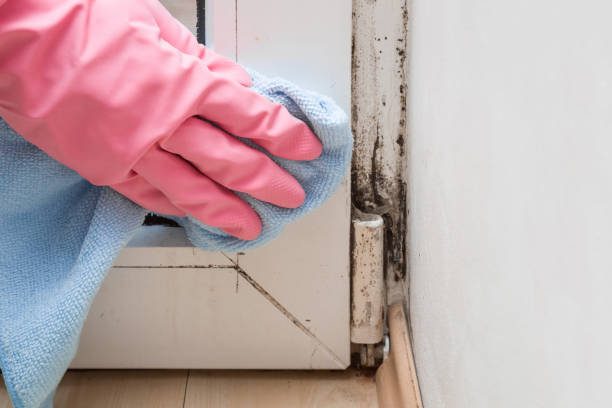 Best Mold Damage Repair  in Round Lake, IL